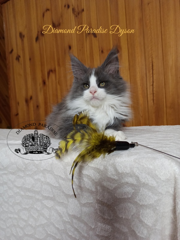 Diamond Paradise Dyson - Котенок мейн-кун 2 месяца 4 недели