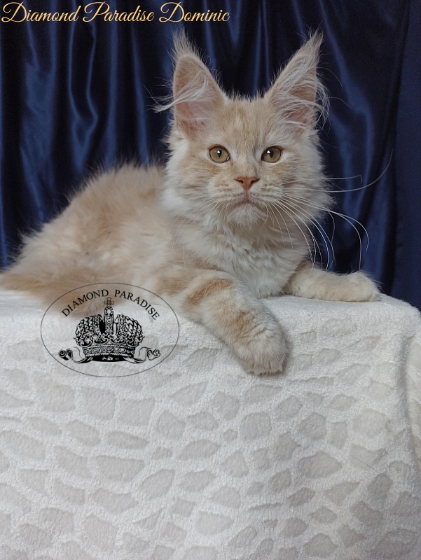 Diamond Paradise Dominic - Кошеня мейн-кун 3 місяця 3,5 тижні
