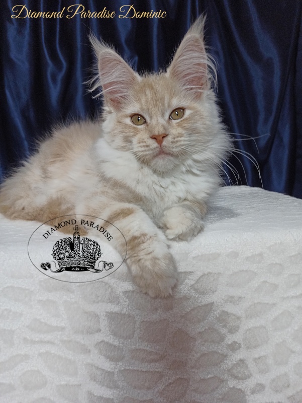 Diamond Paradise Dominic - Кошеня мейн-кун 3 місяця 3,5 тижні