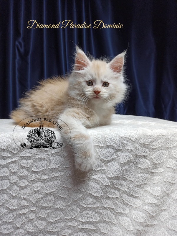 Diamond Paradise Dominic - Кошеня мейн-кун 1 місяць 3,5 тижні