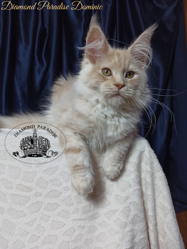 Diamond Paradise Dominic - Кошеня мейн-кун 3 місяця 3,5 тижні