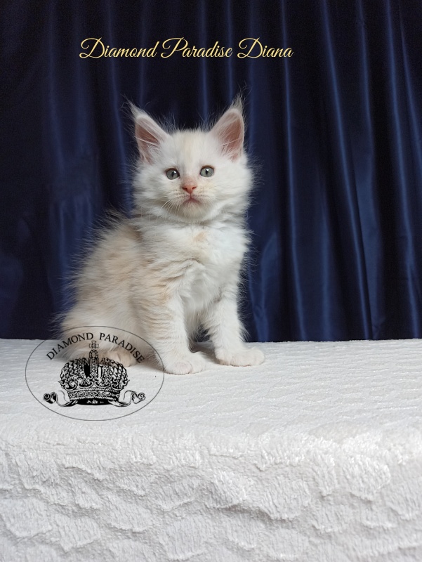 Diamond Paradise Diana - Котенок мейн-кун 1 месяц 3,5 недели