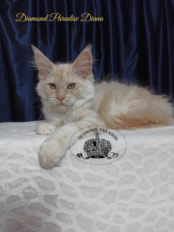 Diamond Paradise Diana - Котенок мейн-кун 3 месяца 3,5 недели