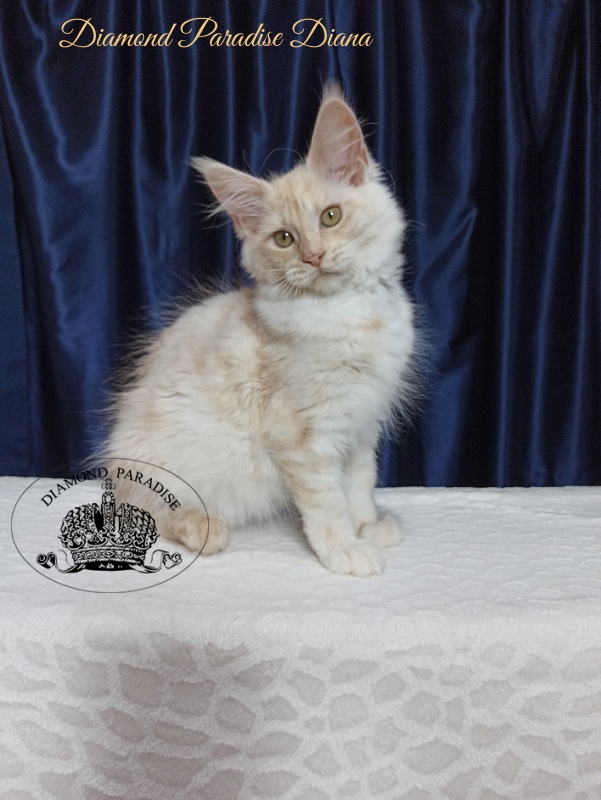 Diamond Paradise Diana - Котенок мейн-кун 3 месяца 3,5 недели