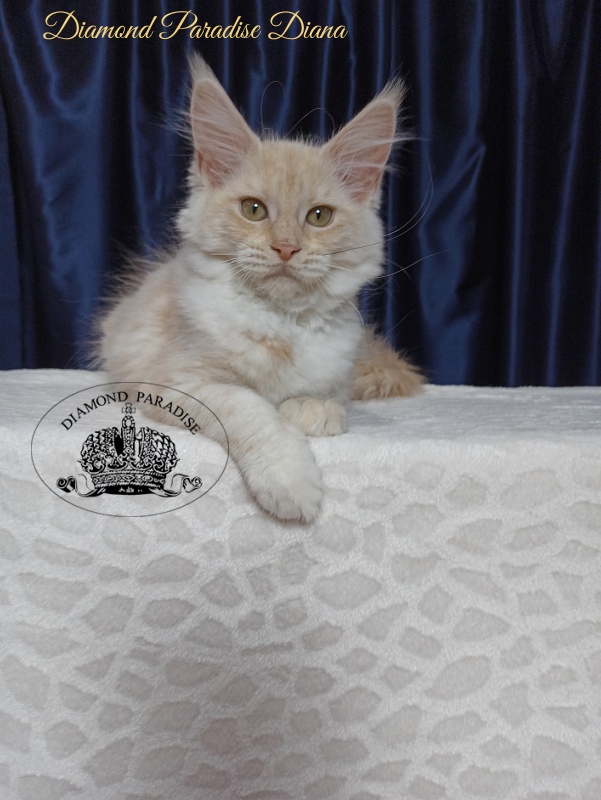 Diamond Paradise Diana - Котенок мейн-кун 3 месяца 3,5 недели