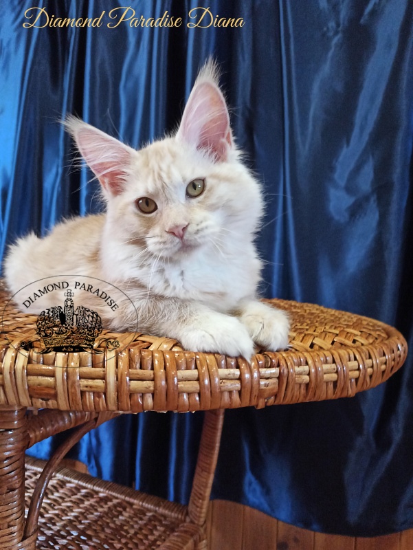 Diamond Paradise Diana - Котенок мейн-кун 5 месяцев 1,5 неделя