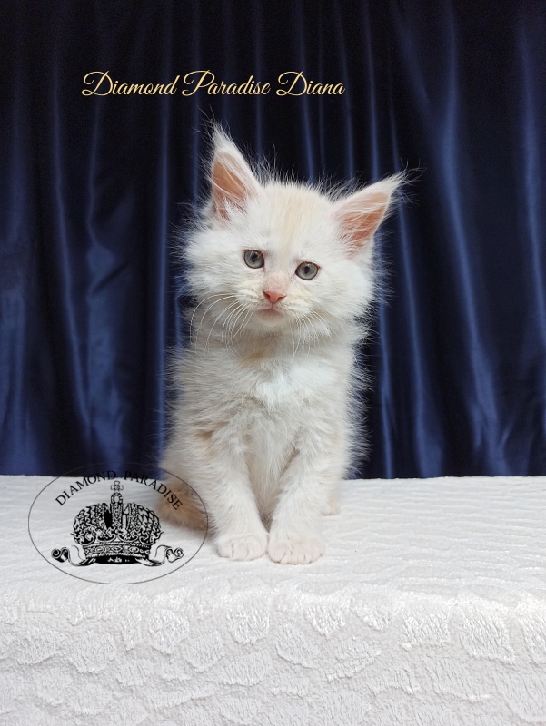 Diamond Paradise Diana - Котенок мейн-кун 1 месяц 3,5 недели