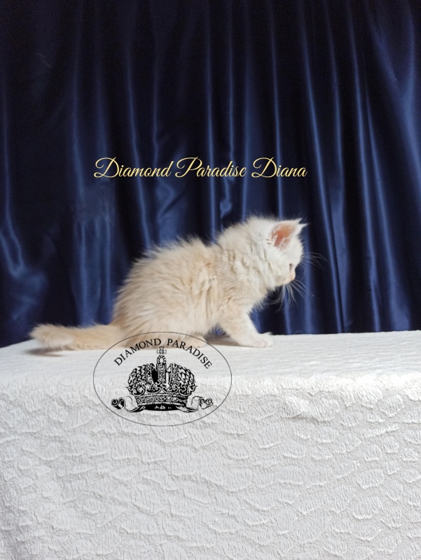 Diamond Paradise Diana - Котенок мейн-кун 1 месяц 3,5 недели
