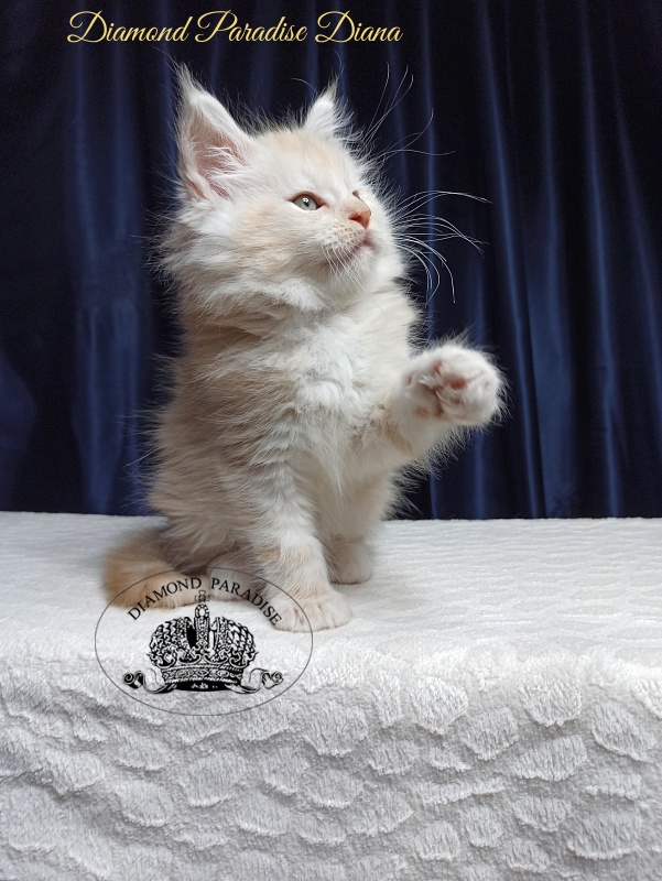 Diamond Paradise Diana - Котенок мейн-кун 1 месяц 3,5 недели
