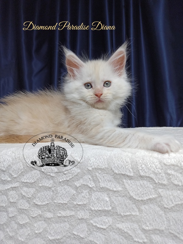 Diamond Paradise Diana - Котенок мейн-кун 1 месяц 3,5 недели
