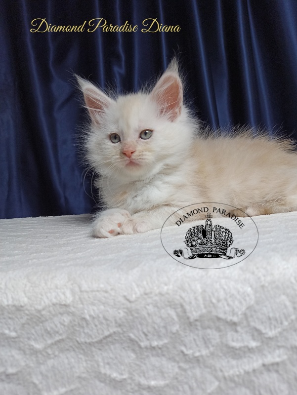Diamond Paradise Diana - Котенок мейн-кун 1 месяц 3,5 недели