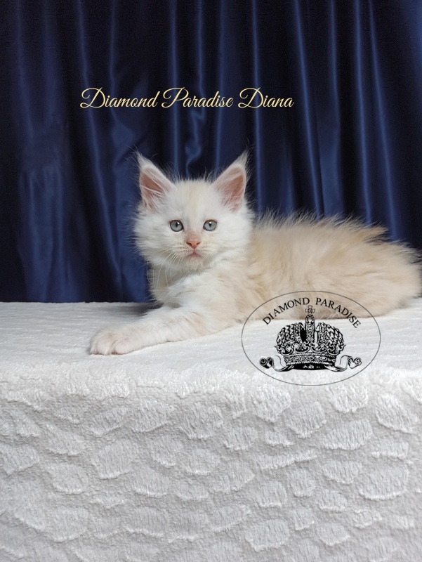 Diamond Paradise Diana - Котенок мейн-кун 1 месяц 3,5 недели