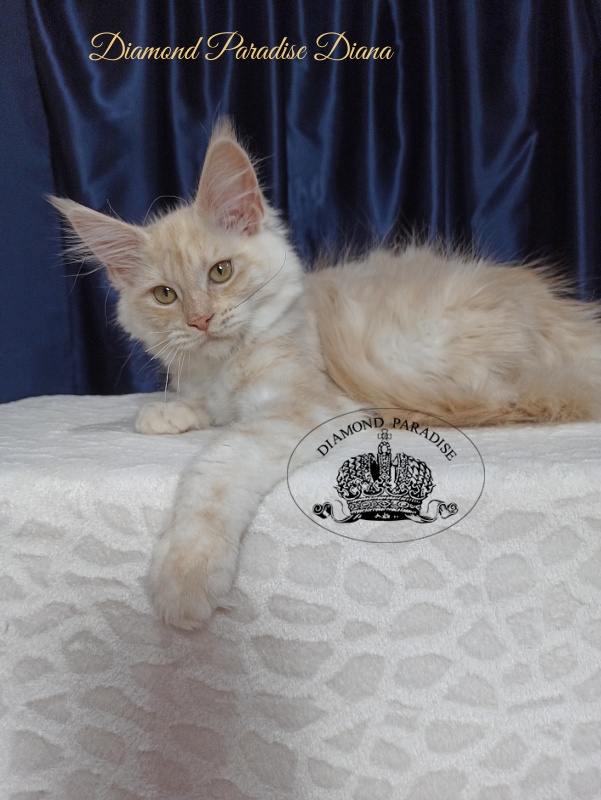 Diamond Paradise Diana - Котенок мейн-кун 3 месяца 3,5 недели