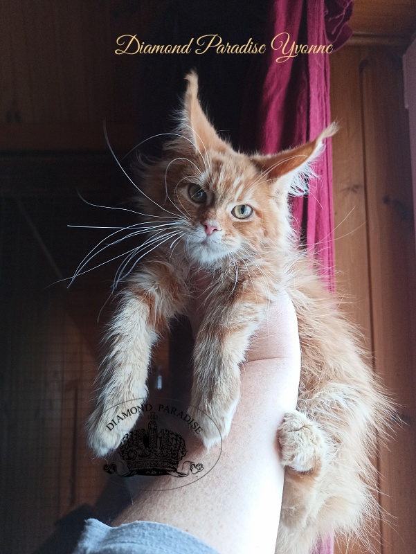 Diamond Paradise Yvonne - Kitten maine-coon 4 months
