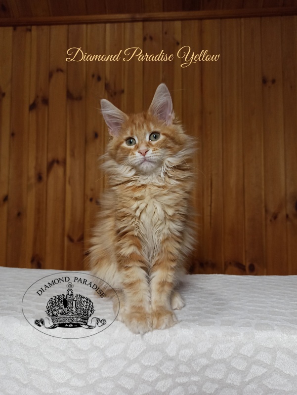 Diamond Paradise Yellow - Котенок мейн-кун 3 месяца 0,5 недель