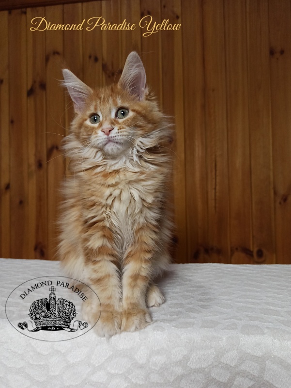Diamond Paradise Yellow - Котенок мейн-кун 3 месяца 0,5 недель
