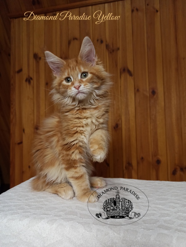 Diamond Paradise Yellow - Котенок мейн-кун 3 месяца 0,5 недель