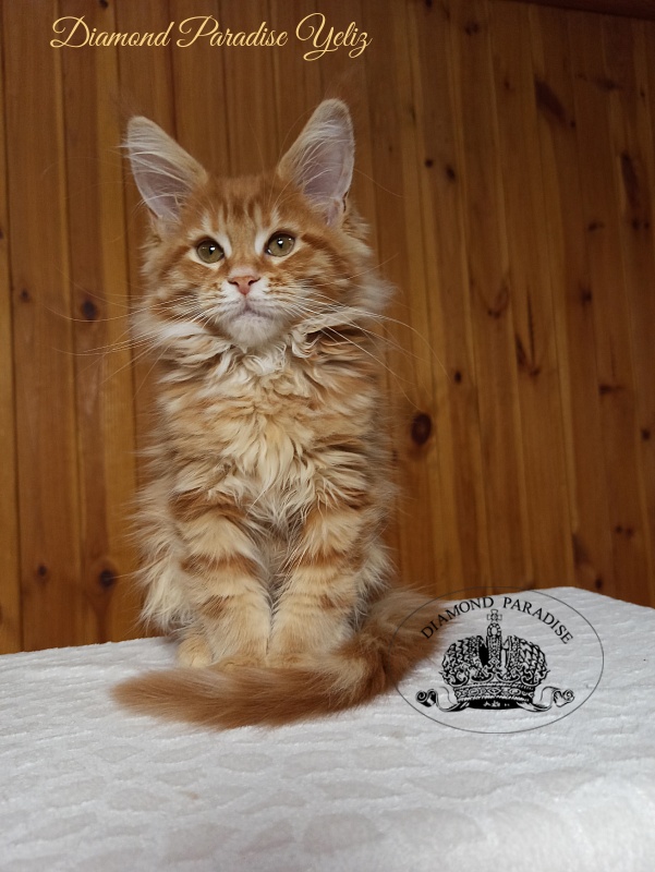 Diamond Paradise Yeliz - Kitten maine-coon 3 months 0.5 weeks
