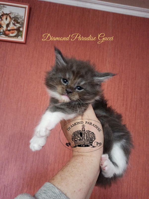 Diamond Paradise Gucci - Котенок мейн-кун 1 месяц 1 неделя