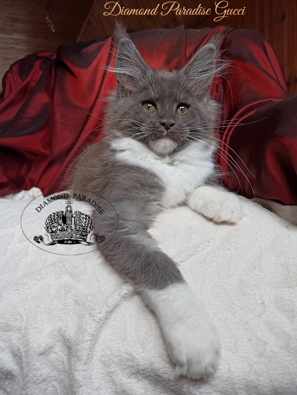Diamond Paradise Gucci - Котенок мейн-кун 2 месяца 4 недели