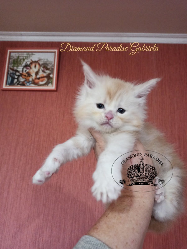Diamond Paradise Gabriela - Kitten maine-coon 1 month 1 week