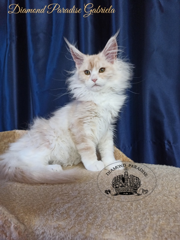 Diamond Paradise Gabriela - Kitten maine-coon 3 months 3.5 weeks