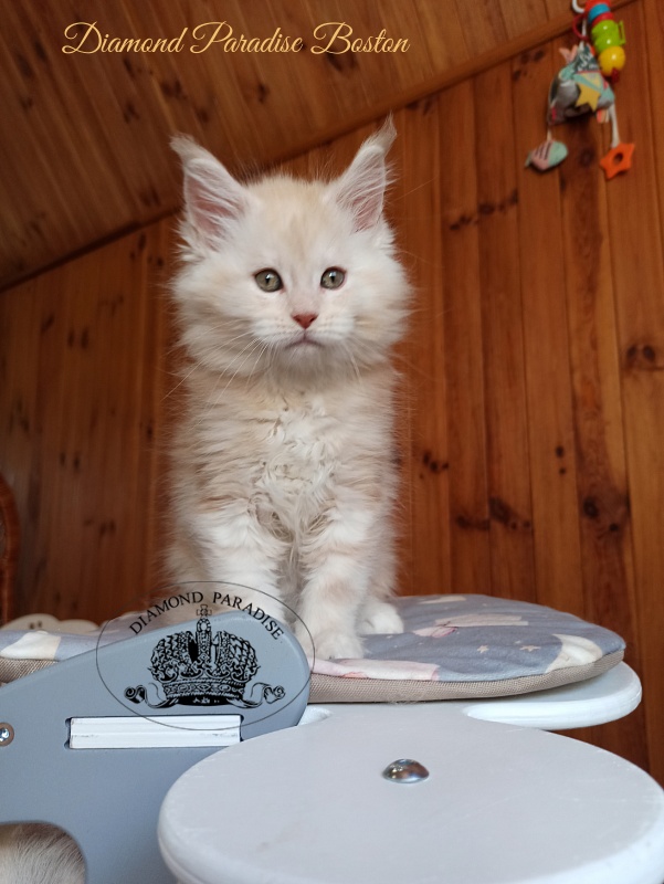 Diamond Paradise Bostons - Kitten maine-coon 2 months