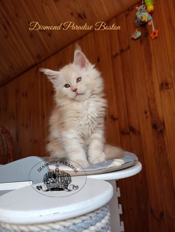 Diamond Paradise Bostons - Kitten maine-coon 2 months