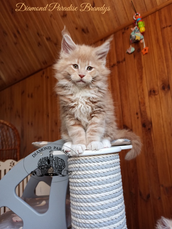 Diamond Paradise Brandys - Kitten maine-coon 2 months