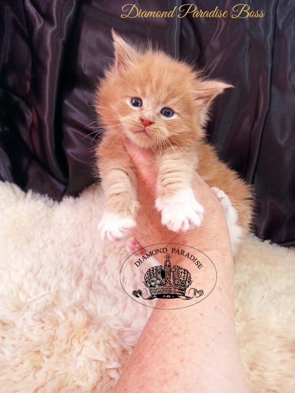 Diamond Paradise Boss - Kitten maine-coon 1 month