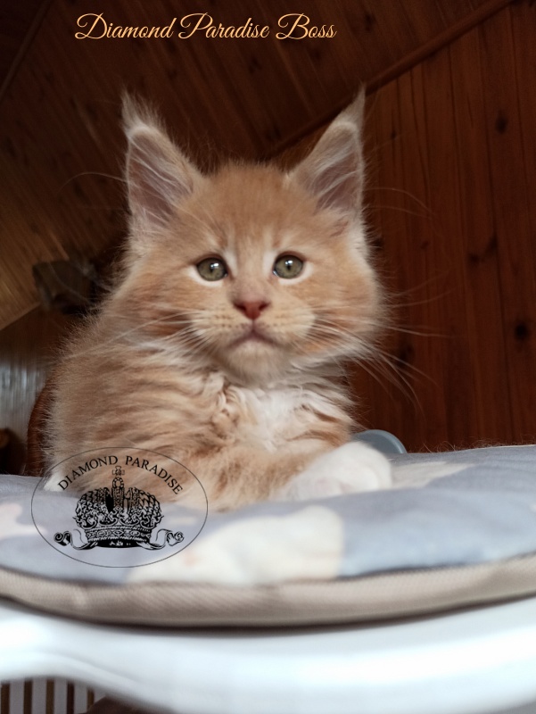 Diamond Paradise Boss - Kitten maine-coon 2 months