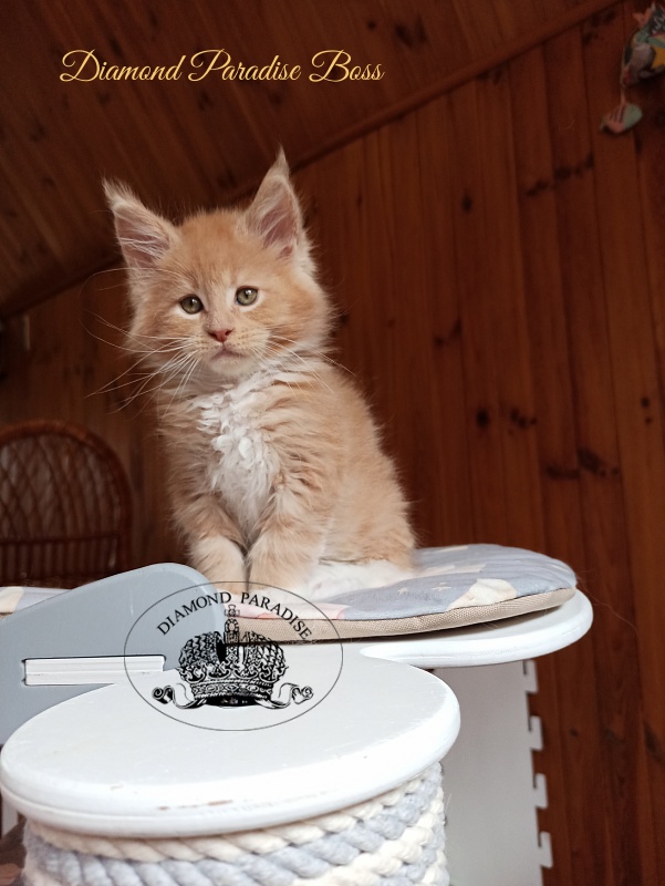 Diamond Paradise Boss - Kitten maine-coon 2 months