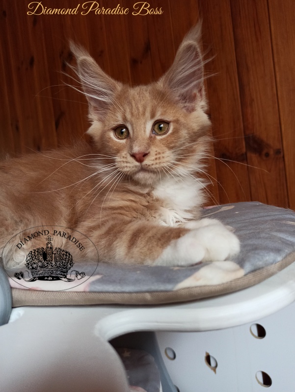 Diamond Paradise Boss - Kitten maine-coon 3 months