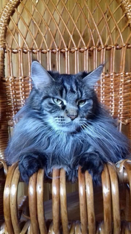 Elza Victoriya Armany - maine-coon