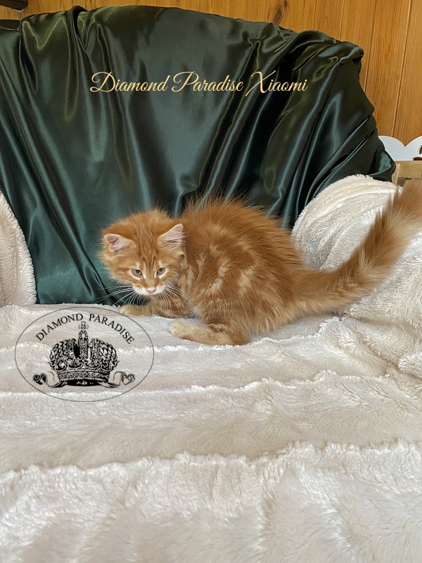 Diamond Paradise Xiaomi - Kitten maine-coon 2 months 0.5 weeks