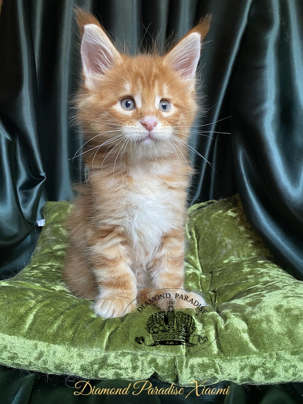Diamond Paradise Xiaomi - Kitten maine-coon 1 month 1.5 week