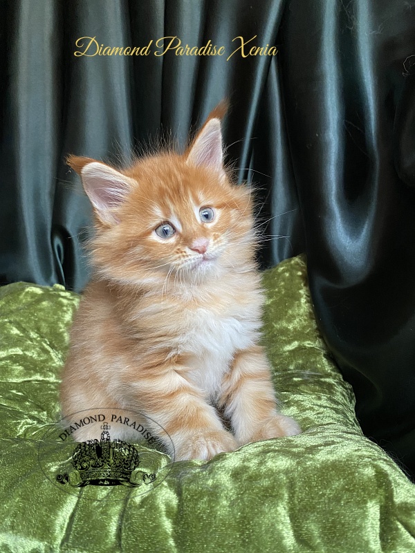 Diamond Paradise Xenia - Kitten maine-coon 1 month 1.5 week
