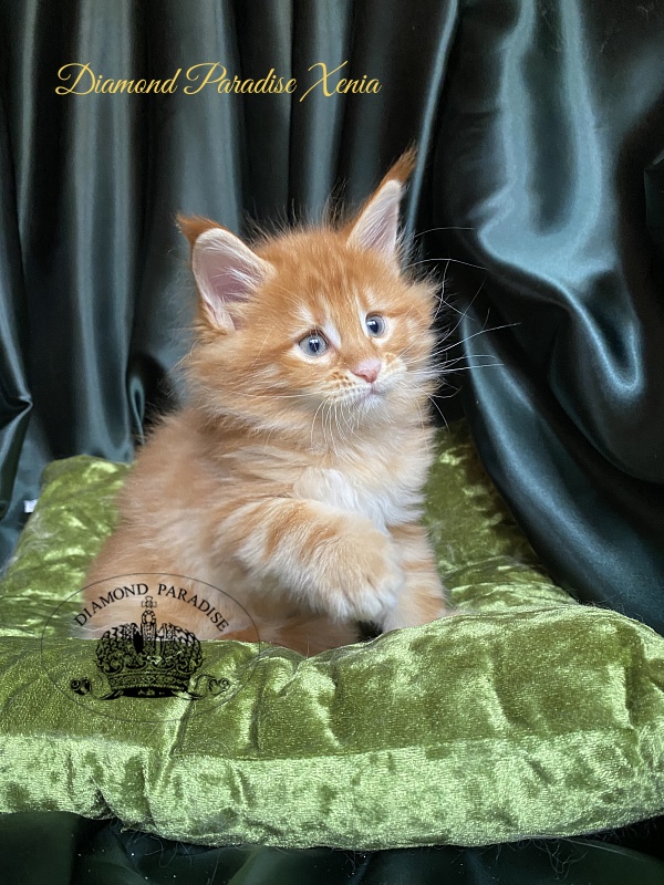 Diamond Paradise Xenia - Kitten maine-coon 1 month 1.5 week