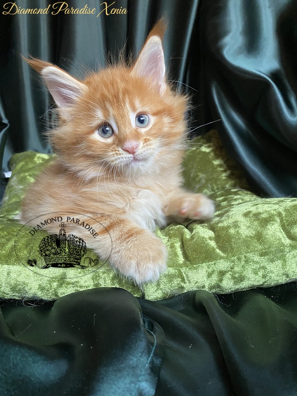 Diamond Paradise Xenia - Kitten maine-coon 1 month 1.5 week