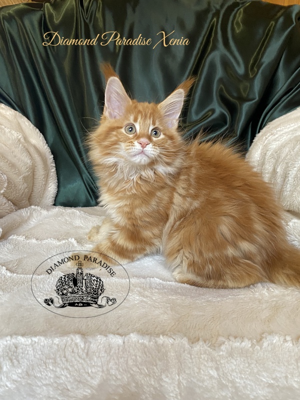 Diamond Paradise Xenia - Kitten maine-coon 2 months 0.5 weeks
