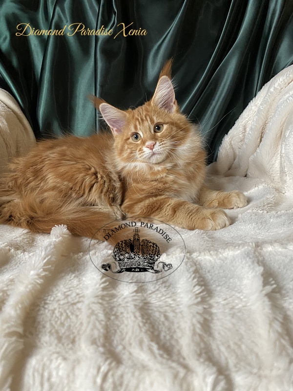 Diamond Paradise Xenia - Kitten maine-coon 3 months