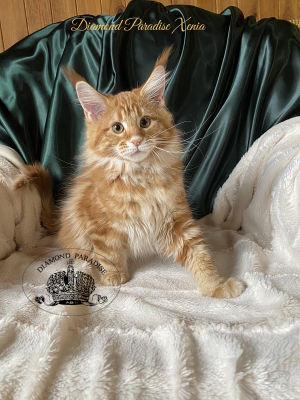 Diamond Paradise Xenia - Kitten maine-coon 3 months
