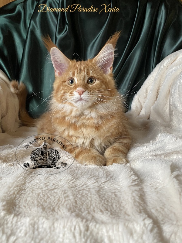 Diamond Paradise Xenia - Kitten maine-coon 3 months