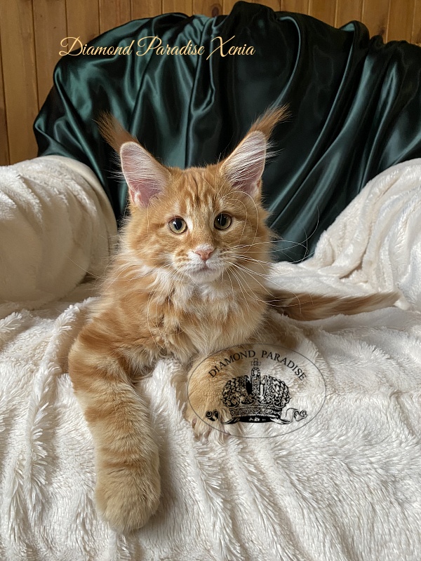 Diamond Paradise Xenia - Kitten maine-coon 3 months