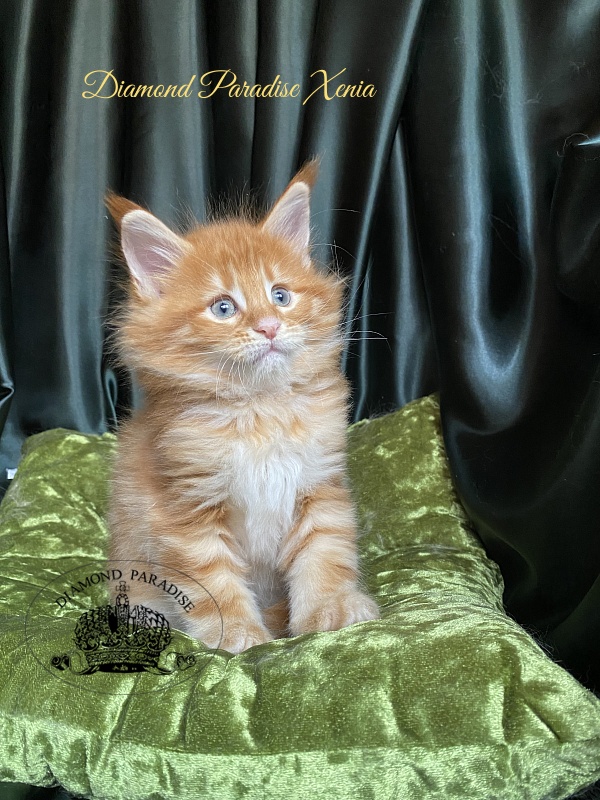 Diamond Paradise Xenia - Kitten maine-coon 1 month 1.5 week