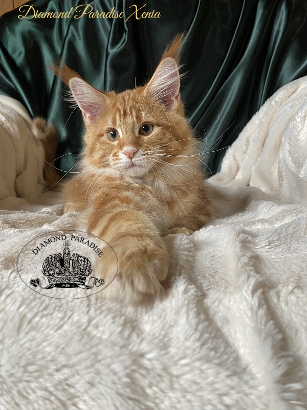Diamond Paradise Xenia - Kitten maine-coon 3 months