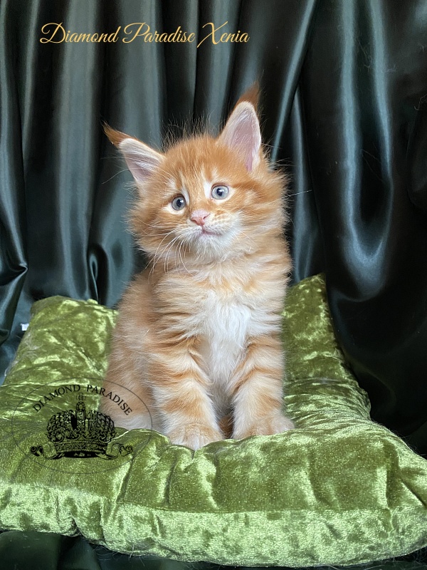 Diamond Paradise Xenia - Kitten maine-coon 1 month 1.5 week