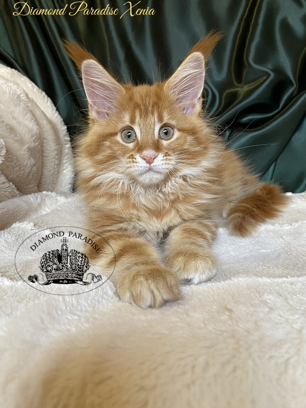 Diamond Paradise Xenia - Kitten maine-coon 2 months 0.5 weeks