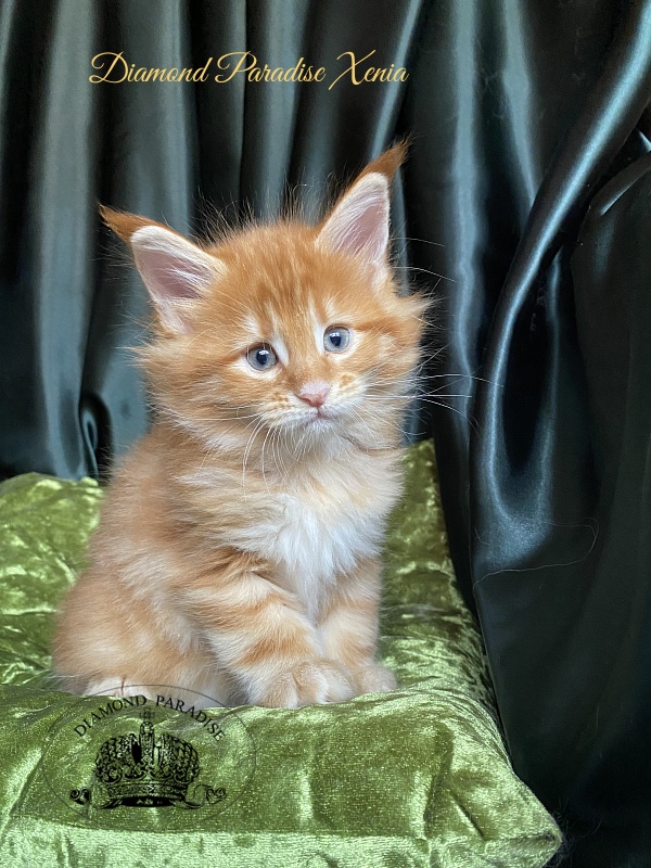 Diamond Paradise Xenia - Kitten maine-coon 1 month 1.5 week