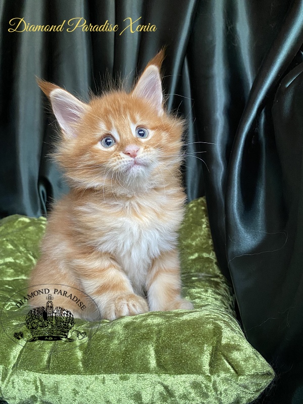 Diamond Paradise Xenia - Kitten maine-coon 1 month 1.5 week